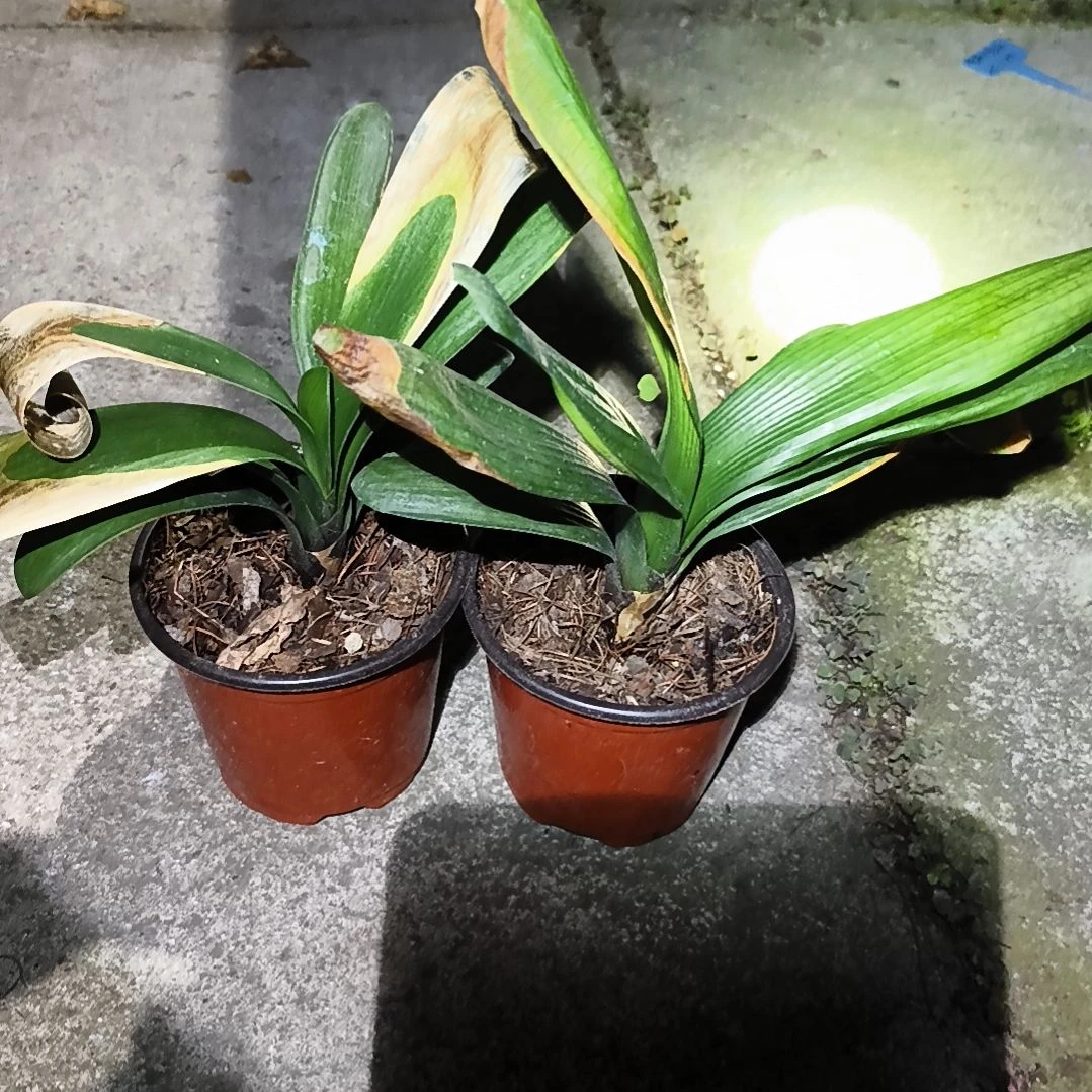 净***哥当前无花栽培后可以开花盲盒小苗两棵残叶无售后