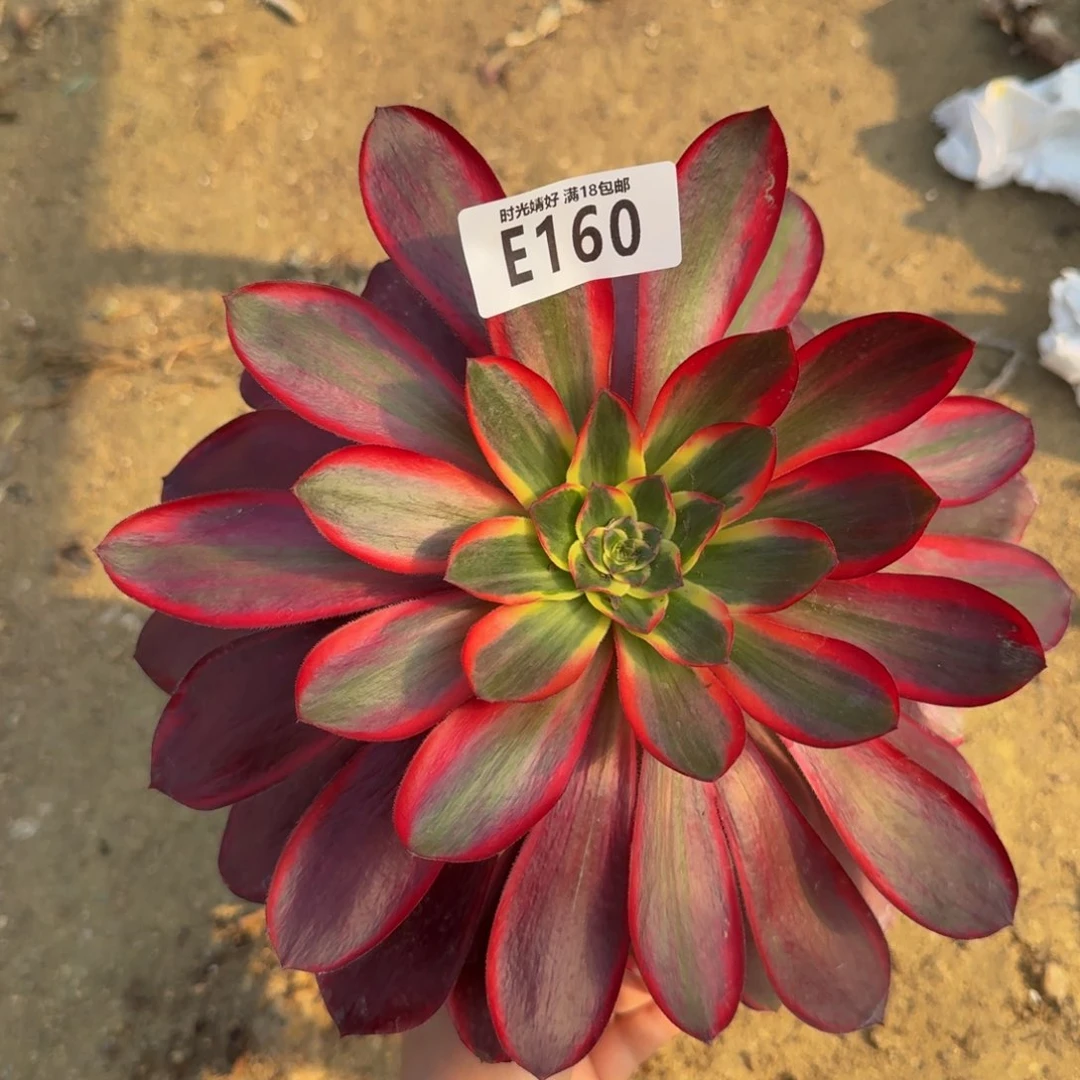 160红魔女。多肉植物