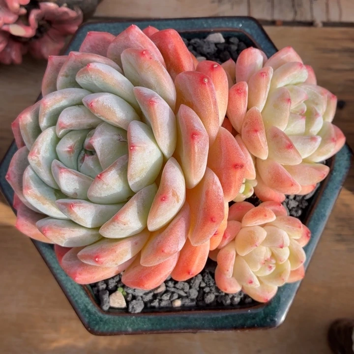 多肉植物 厚梦（杂）-4