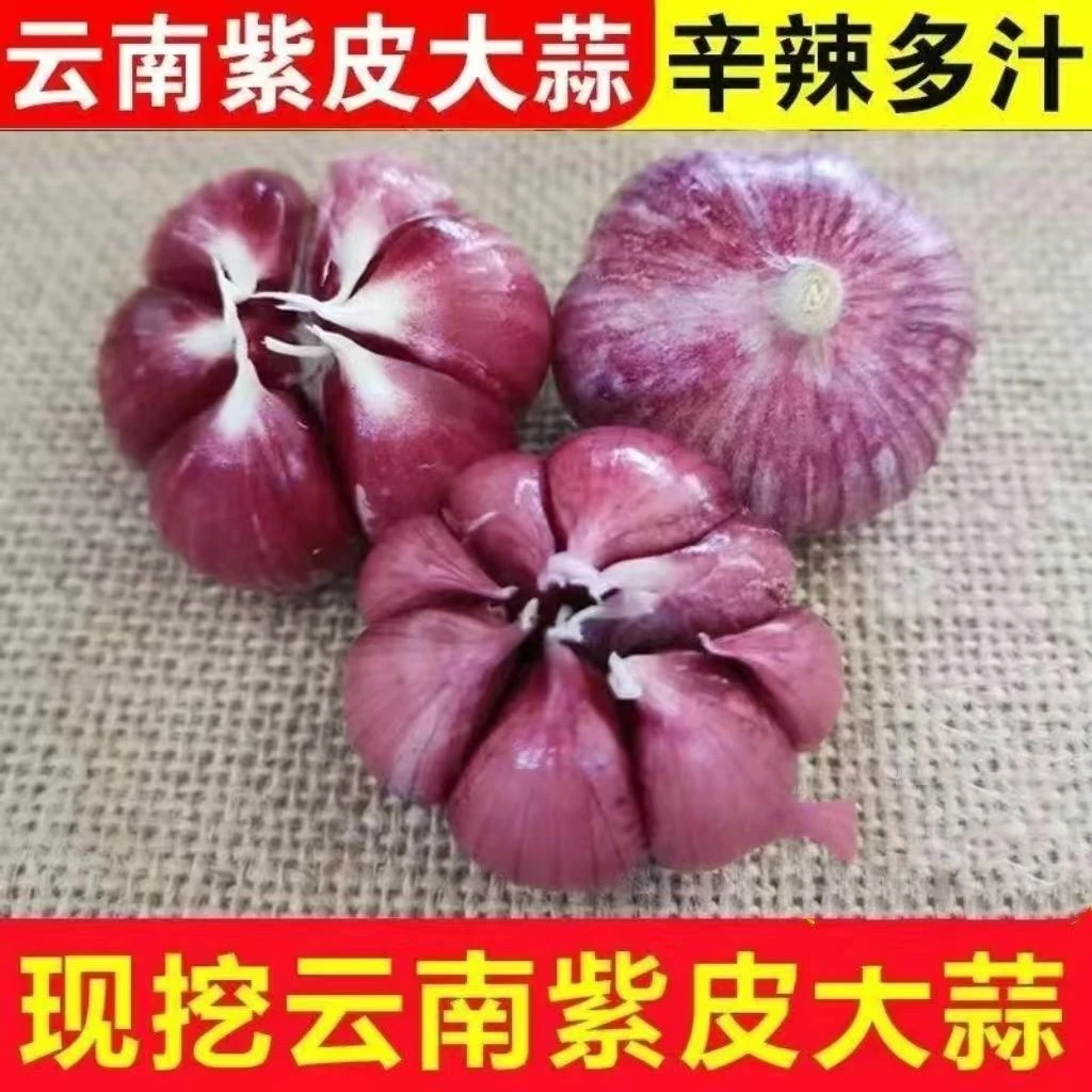 云南紫皮大蒜多瓣蒜新鲜湿蒜香辣食材腌蒜糖醋蒜
