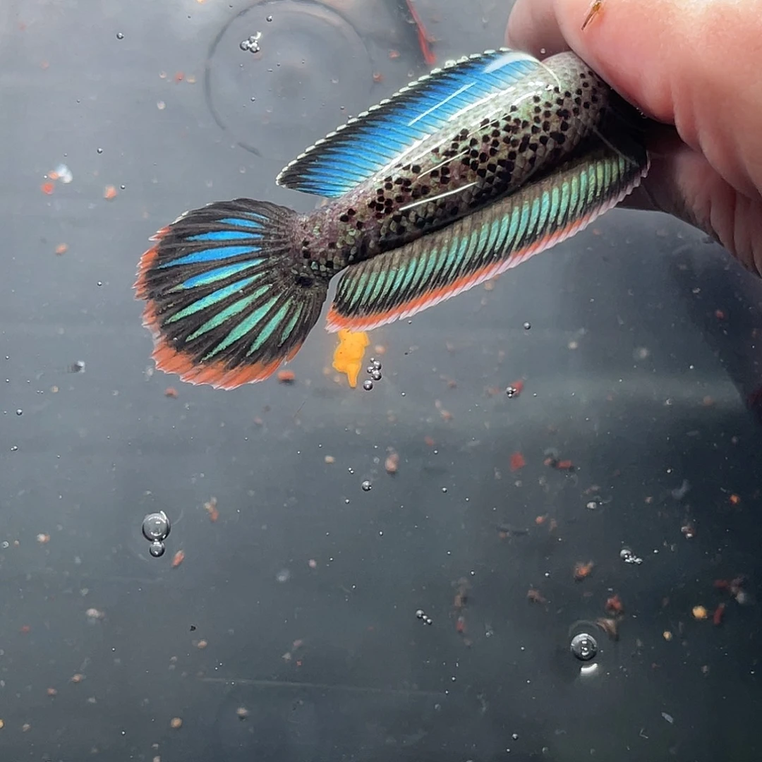 雷龙鱼94号11111111111