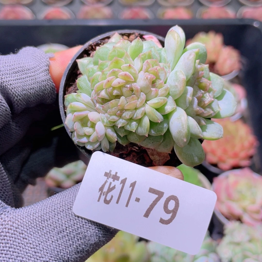 花利美 11-79新品珍妮缀化