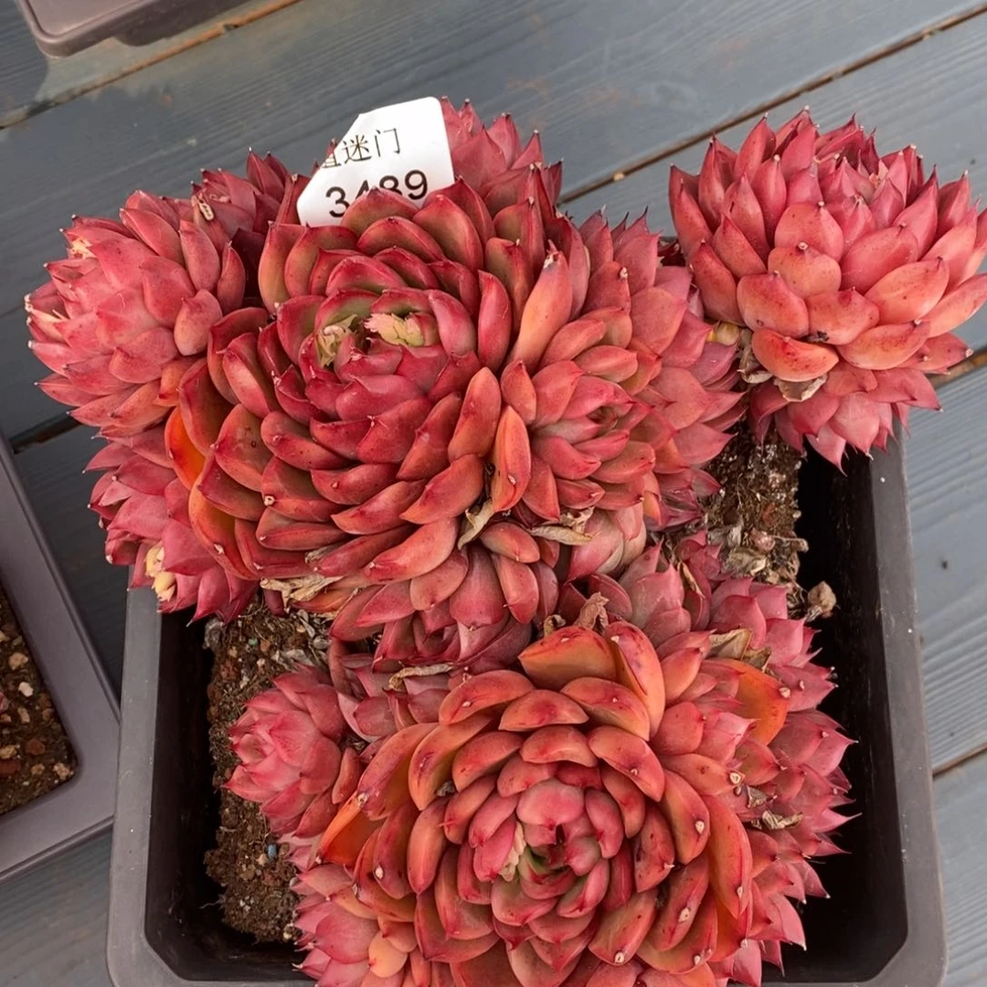 彭*虎杂交精品多肉3489~叶伤价