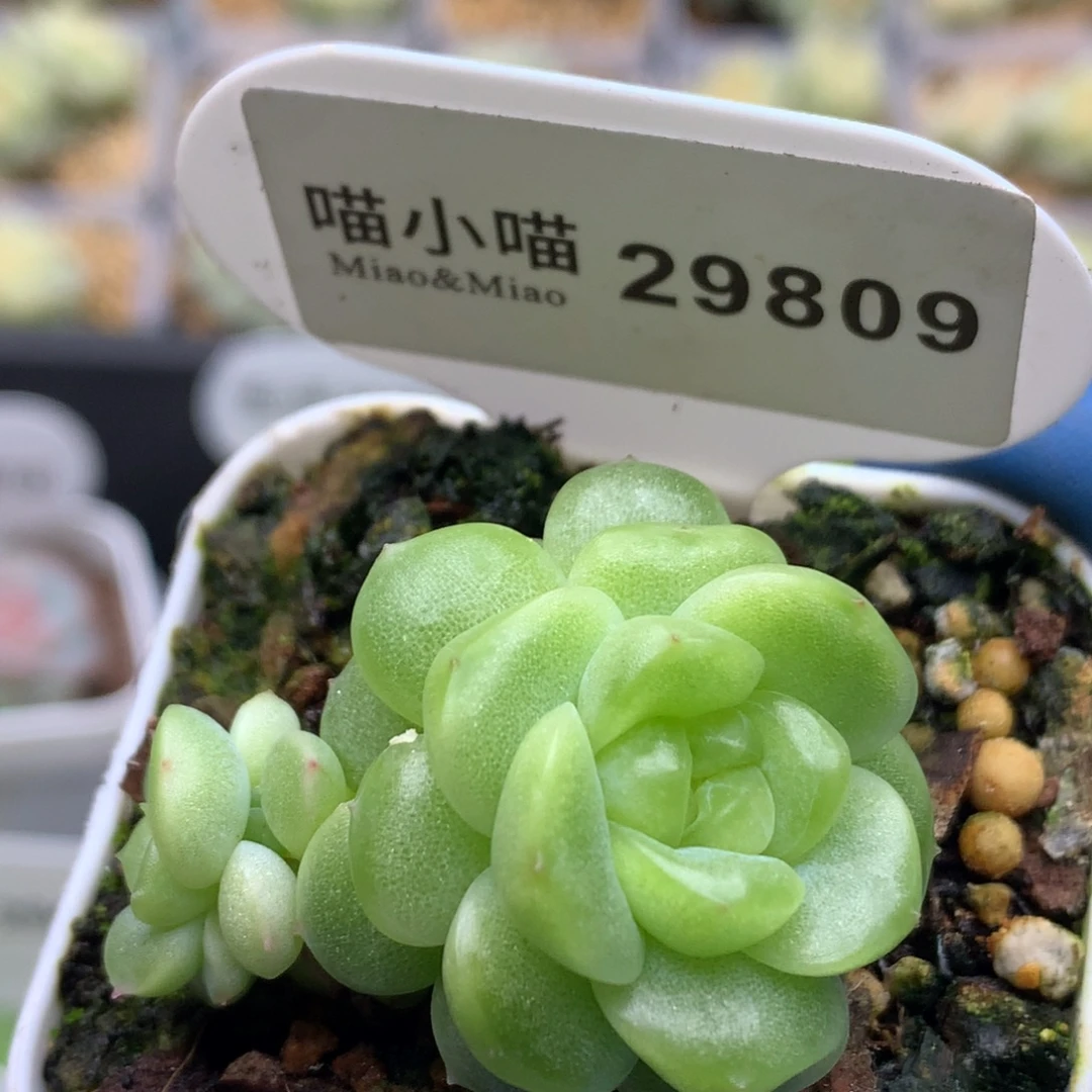 多肉植物杂交珍妮