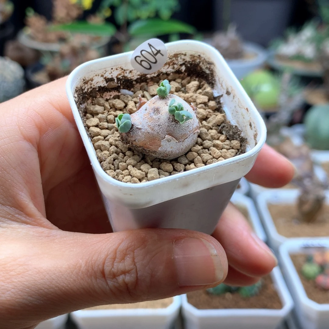 园艺小格加厚敦菊带盆