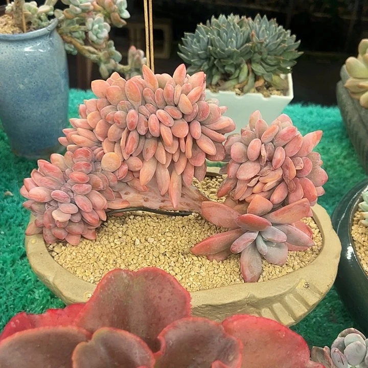 ，，，，，，，，，，，，，，，，，，，，