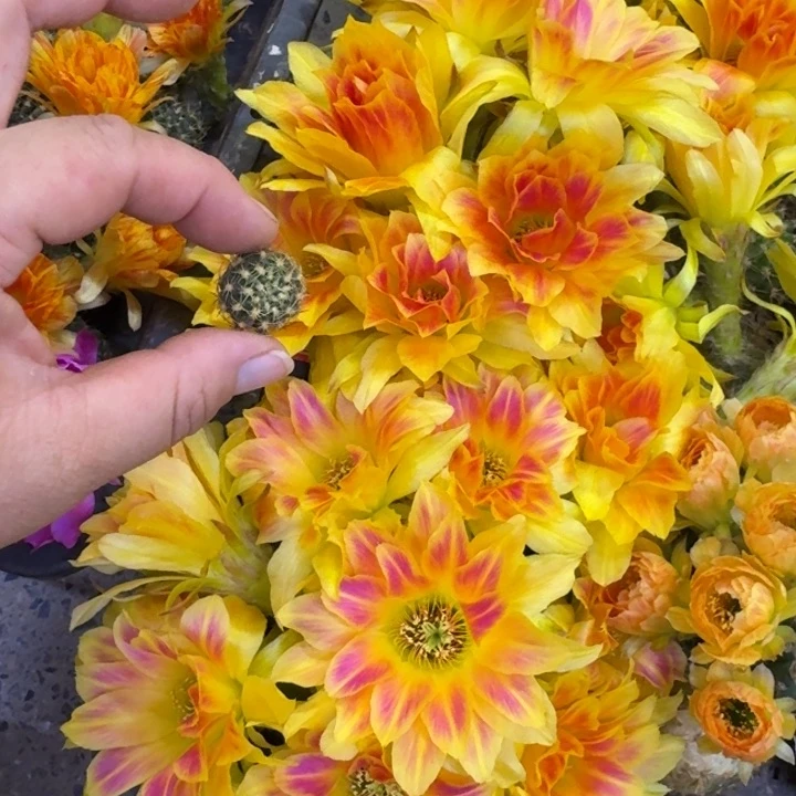 322丽花A53歪无根侧牙歪3公分左右，20包邮