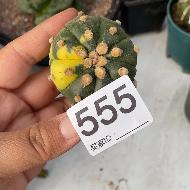 仙人球无花朵555号