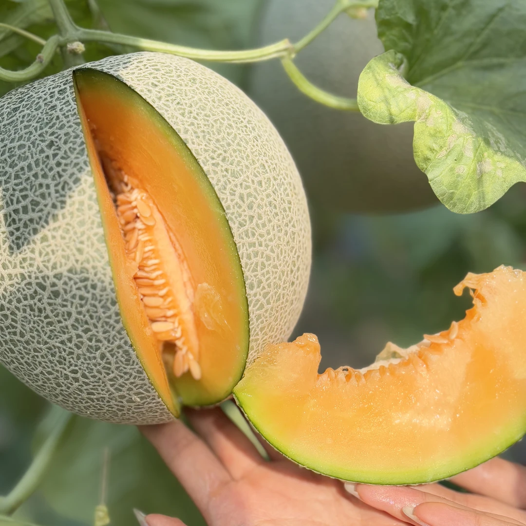 【新品种】北海道夕张网纹瓜优替海南三亚桔肉网纹瓜糯香顺滑流蜜汁