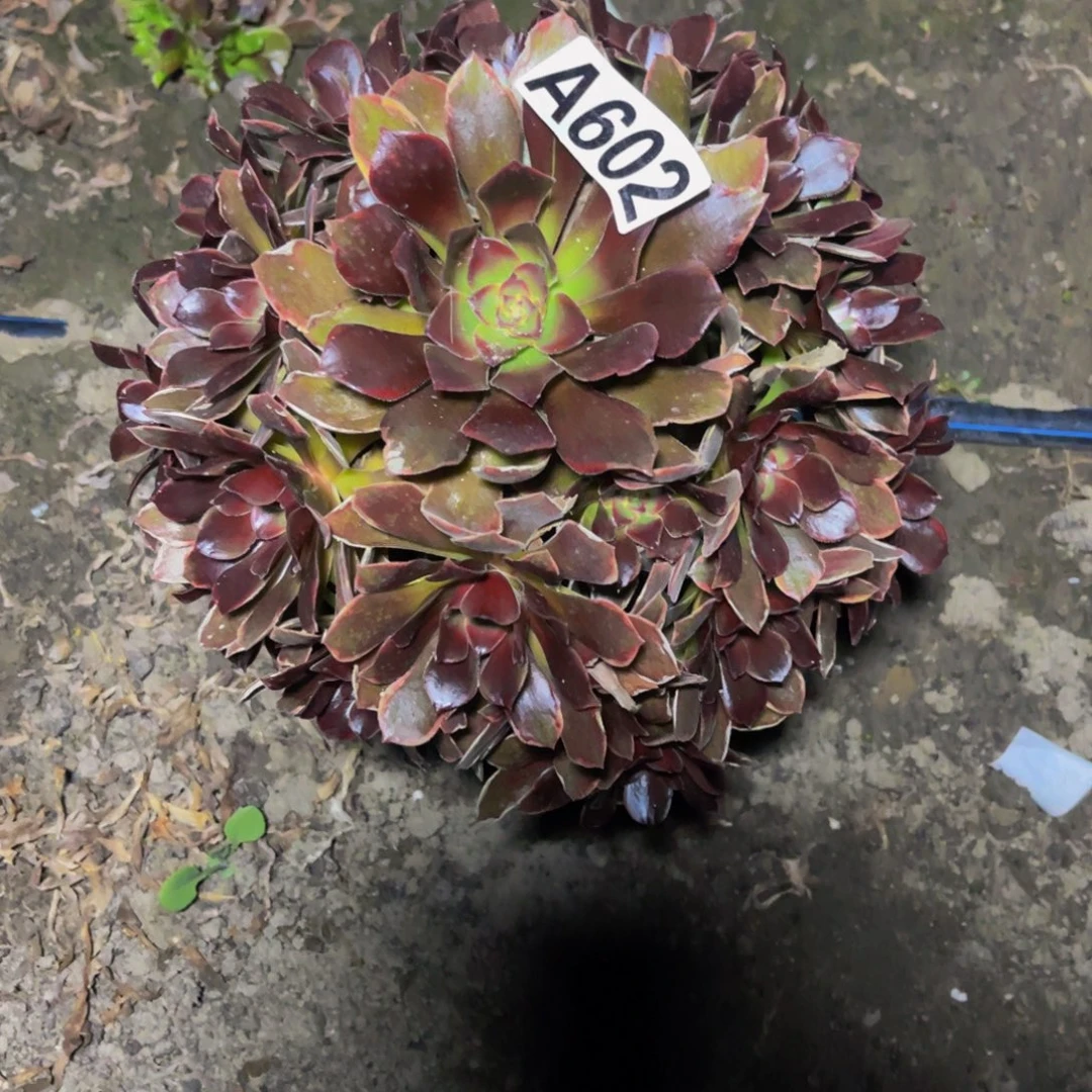 恶魔之吻28/36包邮