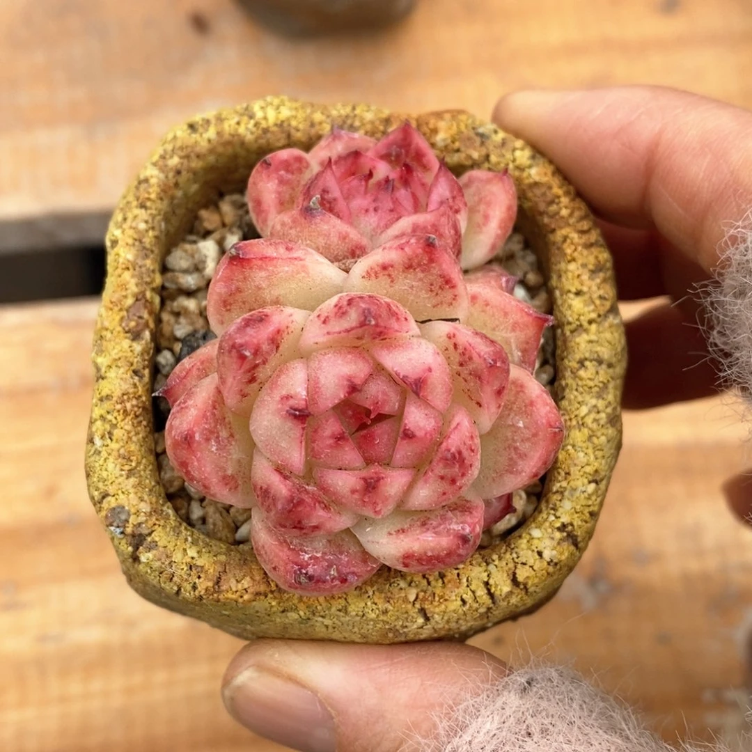 精品多肉一物一拍59