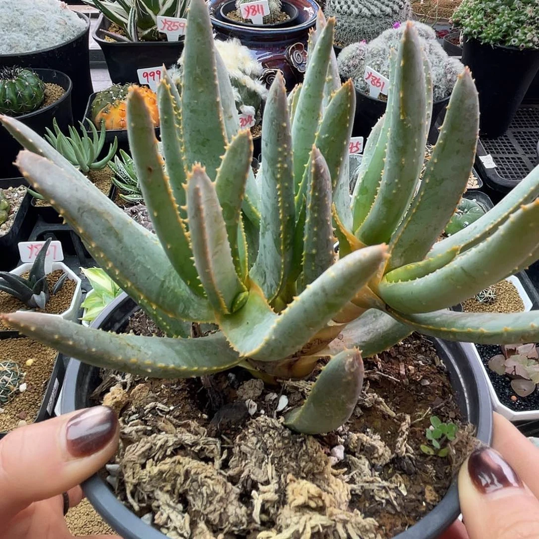 实生老桩多枝芦荟仙人球