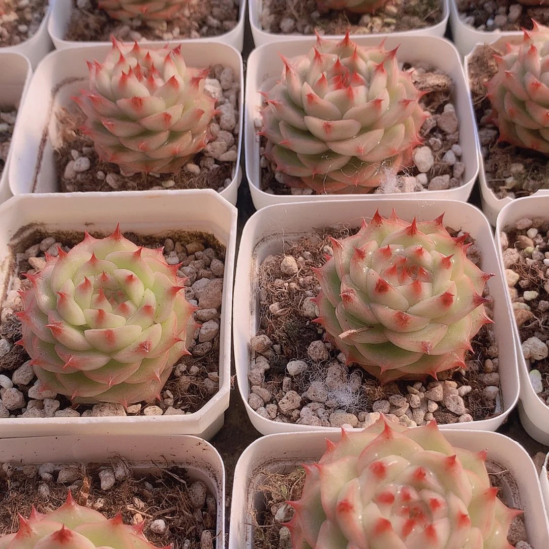 青稞珍妮24678999000000000