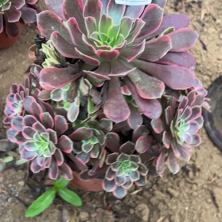 金丝却多肉植物669.