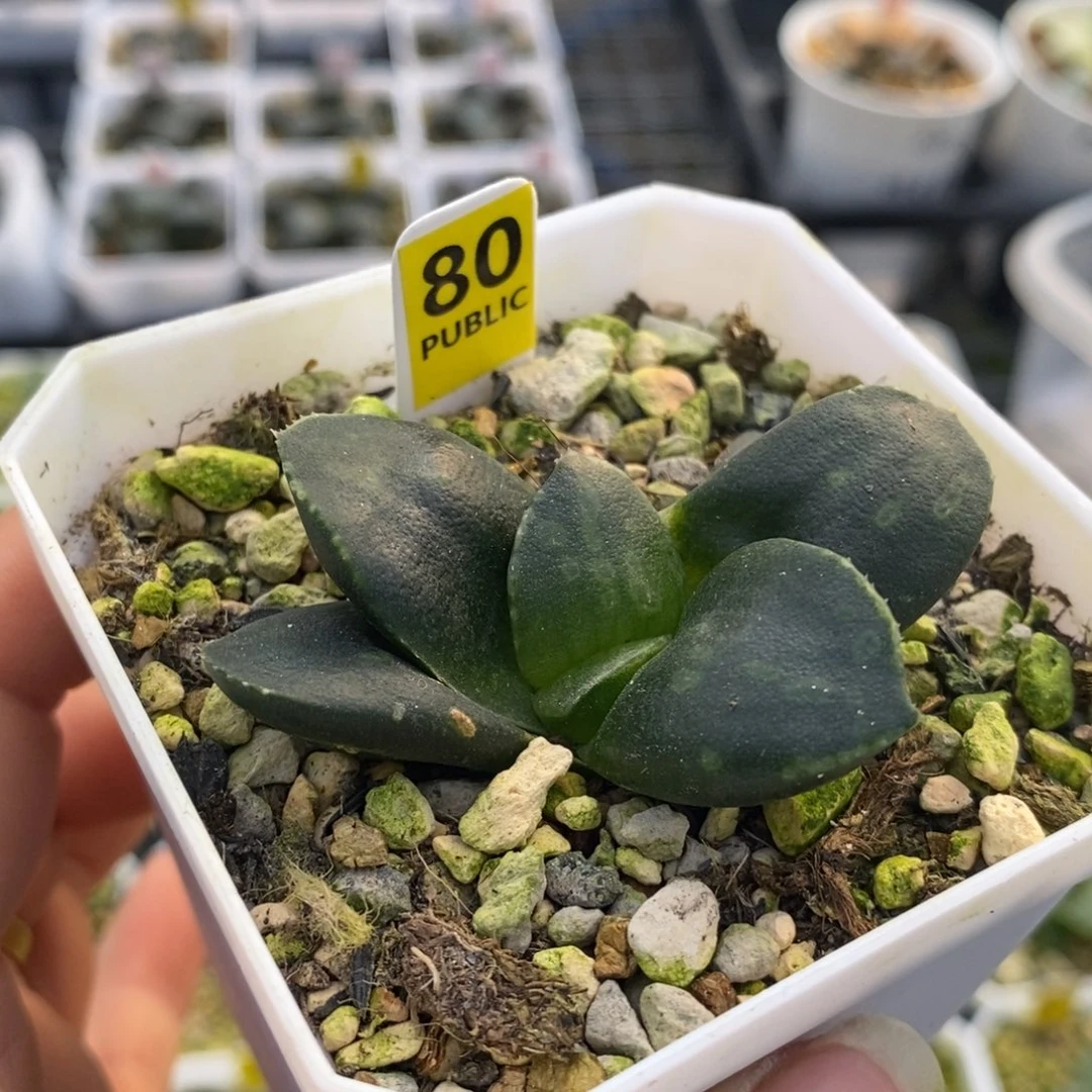 80碧玉十二卷多肉植物