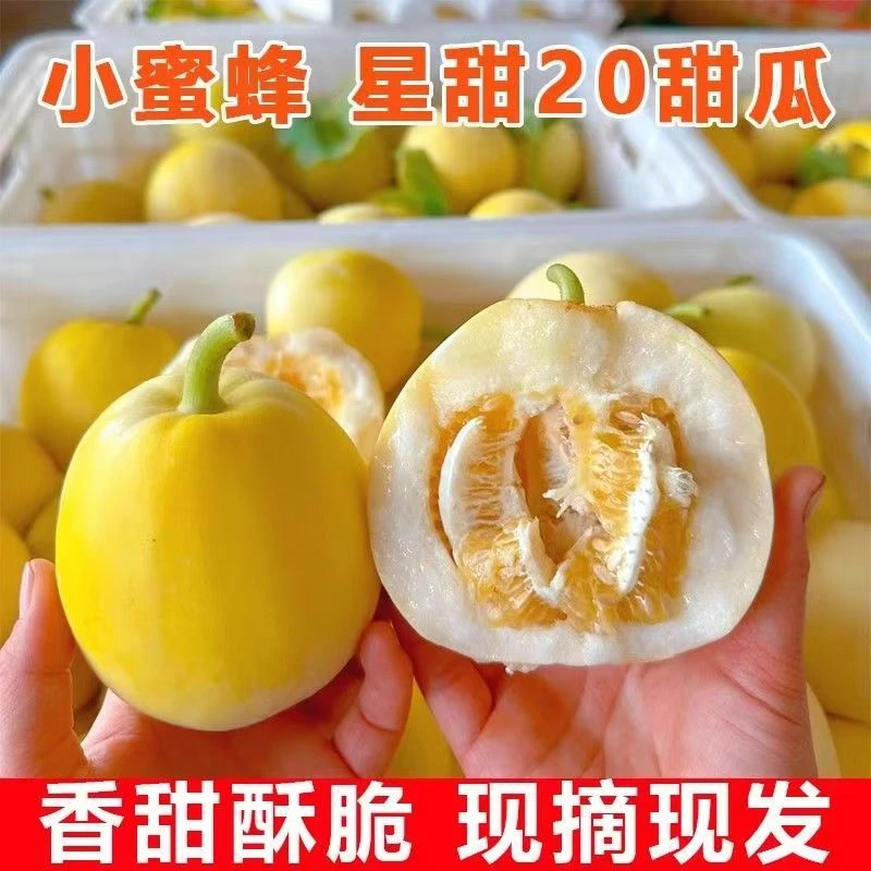 山东头茬小蜜罐甜瓜脆瓜 香瓜脆甜星甜20甜瓜现摘现发坏果包赔