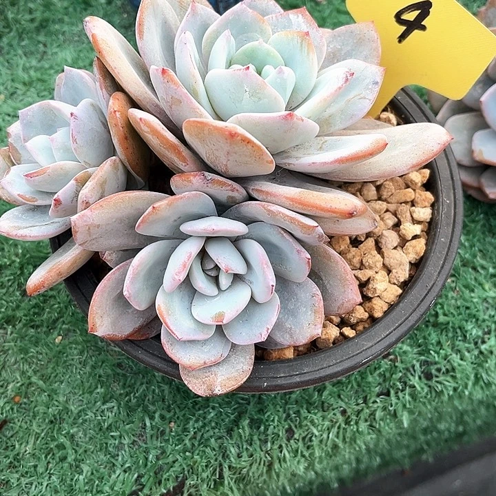 奶茶4号码牌子的话题终结者