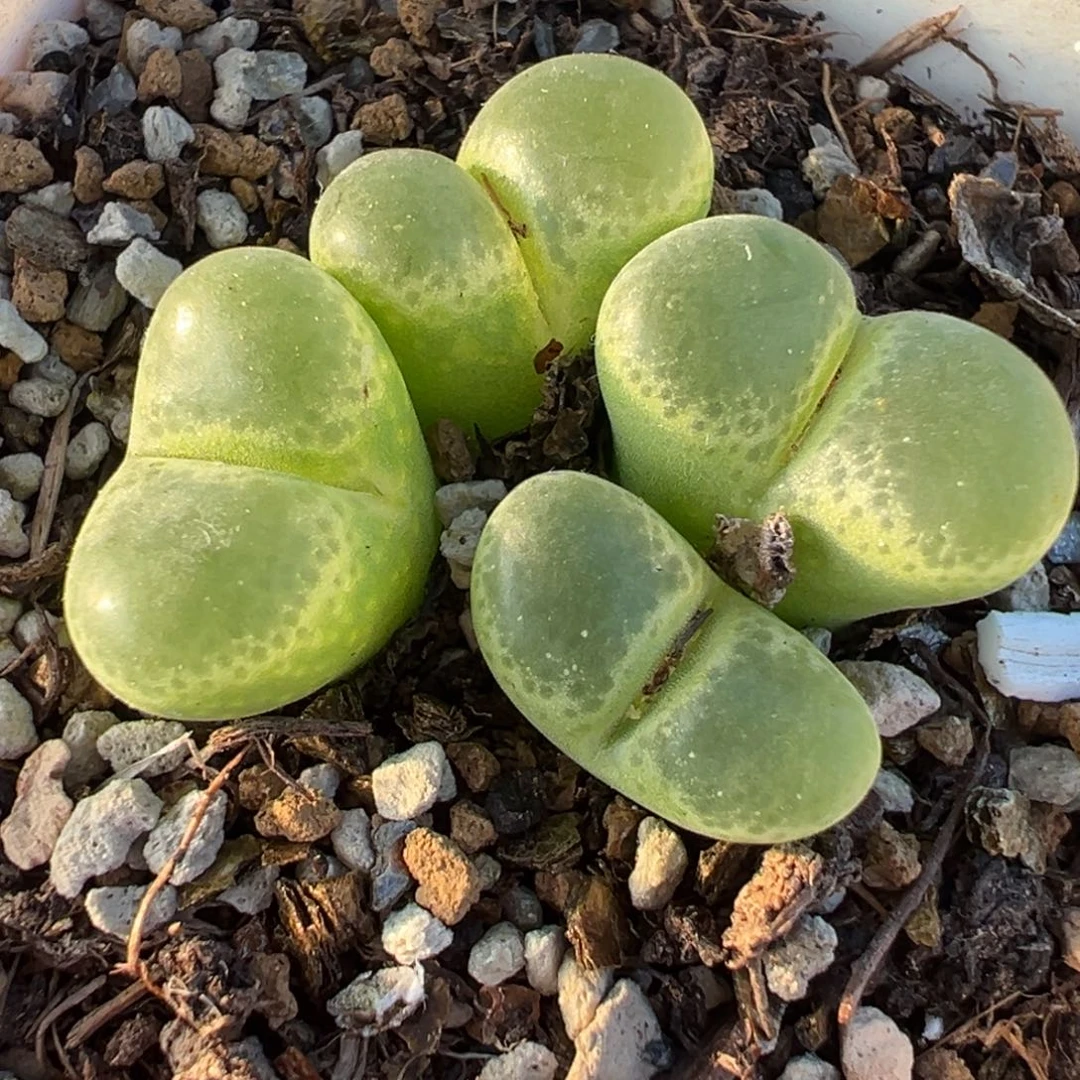 016多肉植物种类多样