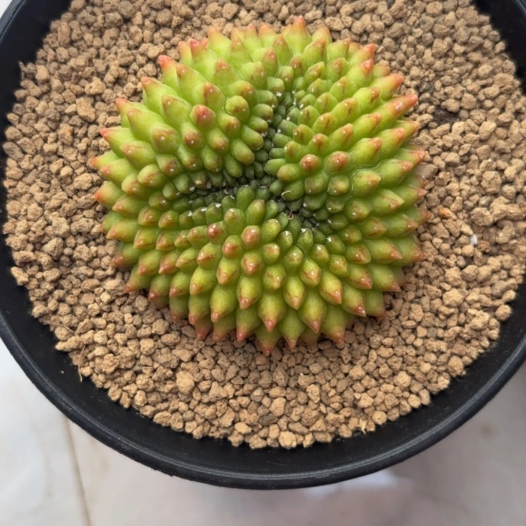 大***子泰系米哈实生貘组合2