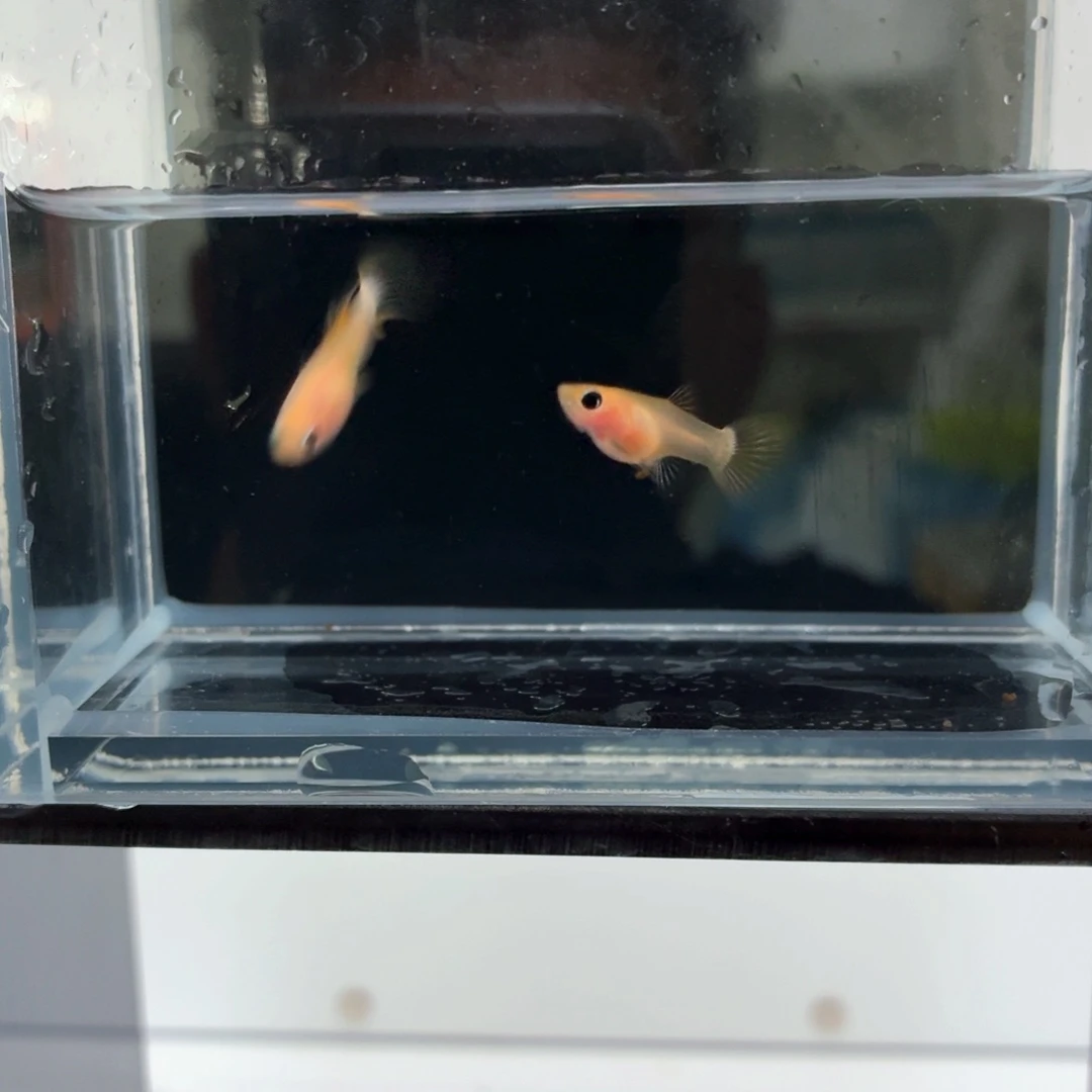 孔雀鱼幻彩粉猫亚成一对（14）