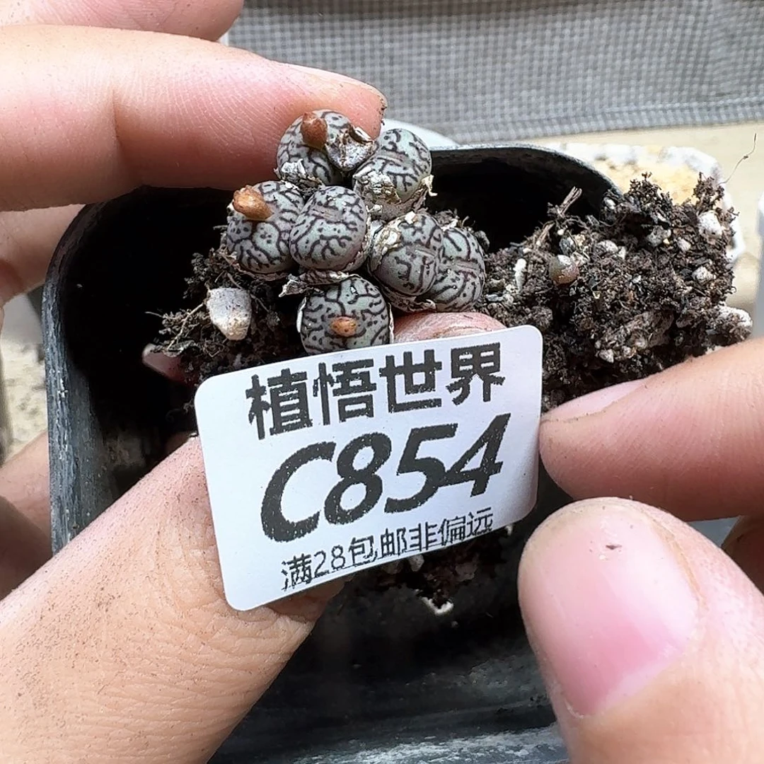 多肉植物的润泽ghj