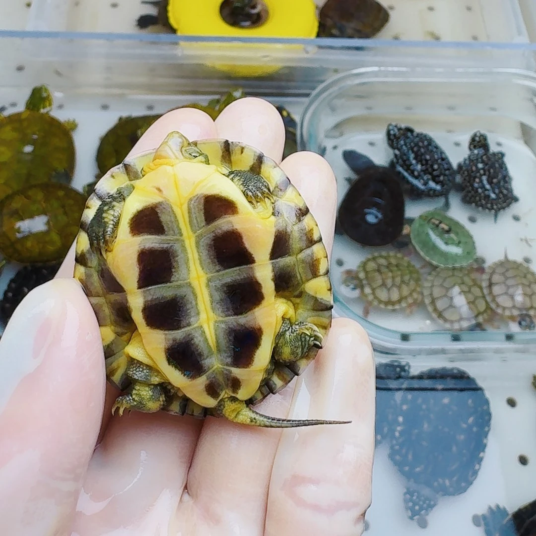 不分公母宠物龟小*子
