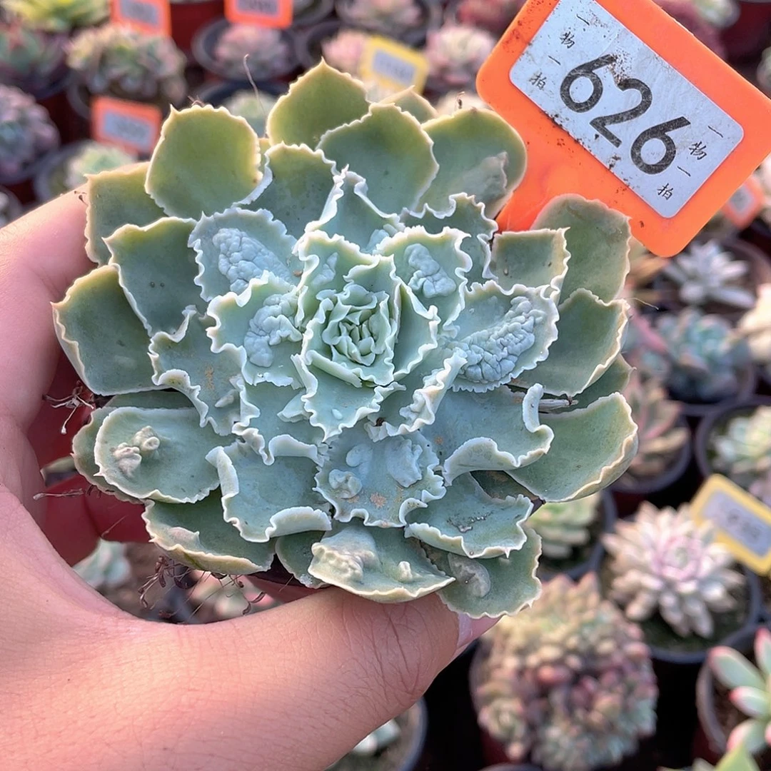 衹园之舞变异626号