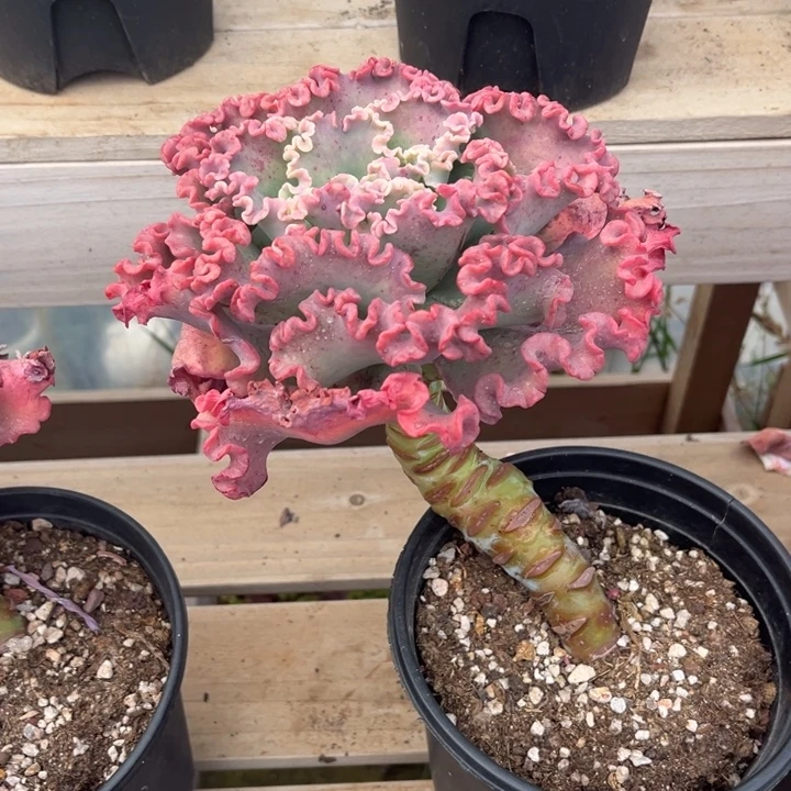 女王花丽多肉植物8 8 9