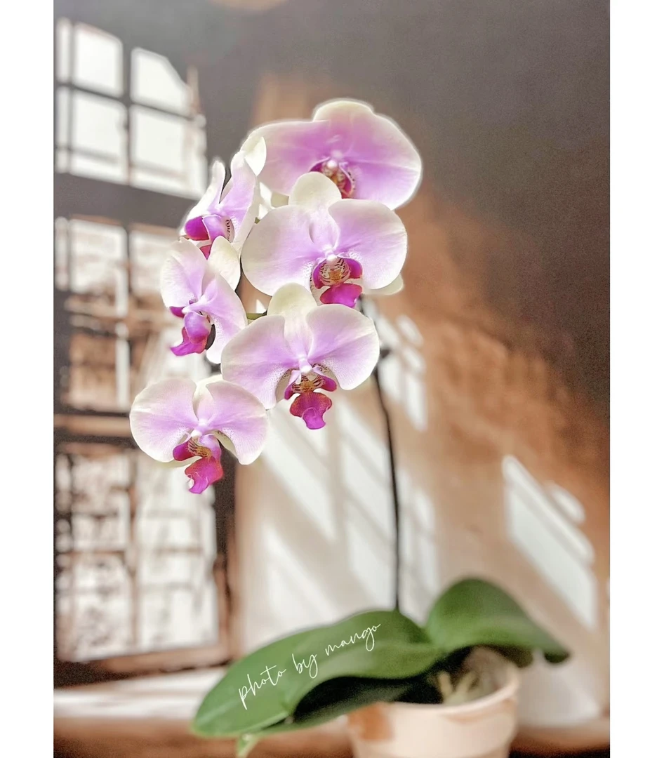 蒙娜丽莎蝴蝶兰3.5加高熟苗不带花容易叶裂轻微叶裂不售后