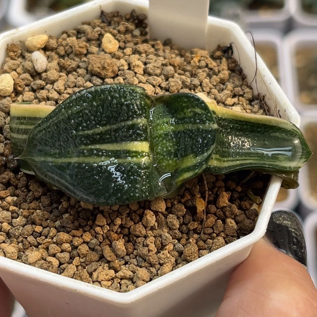 70卧牛锦福利专场