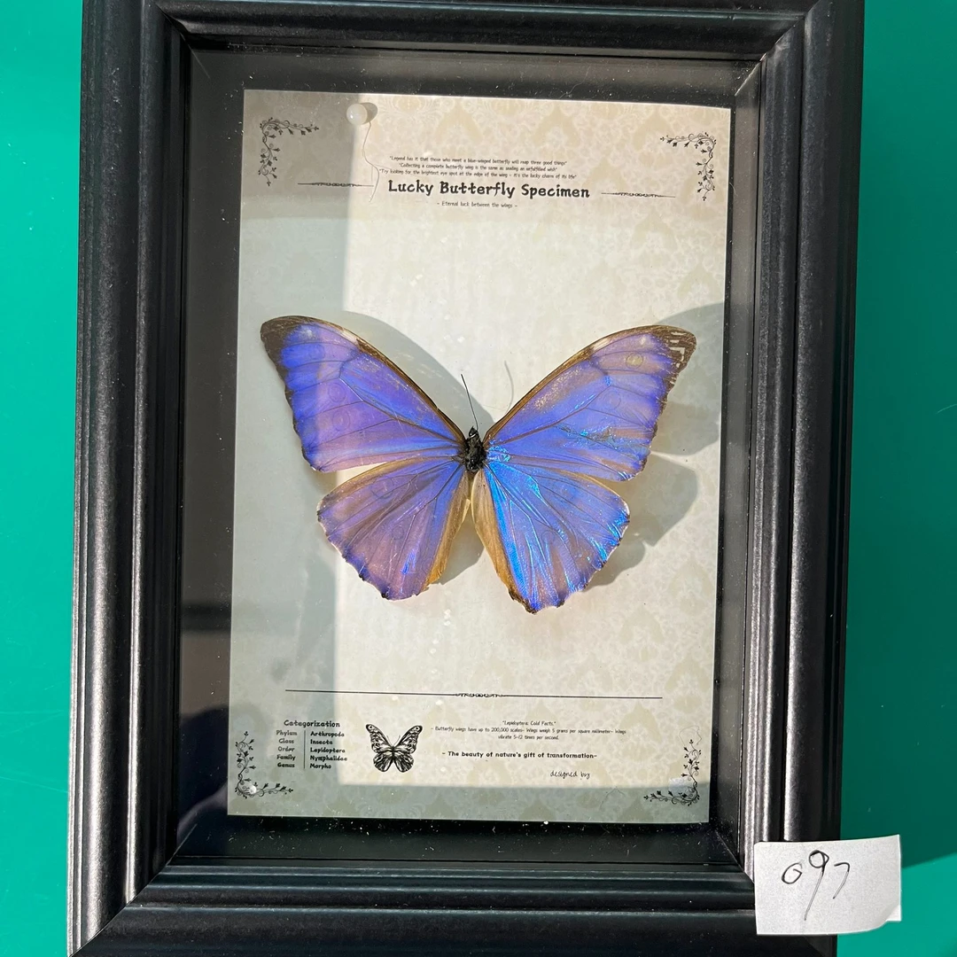 蝴蝶标本专拍097