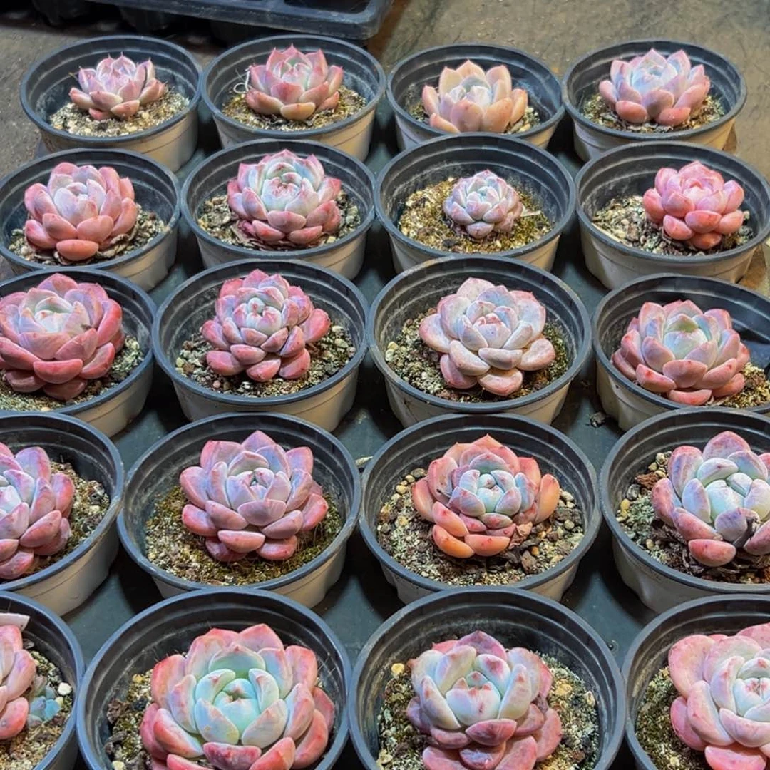 132大热的小伙伴都在