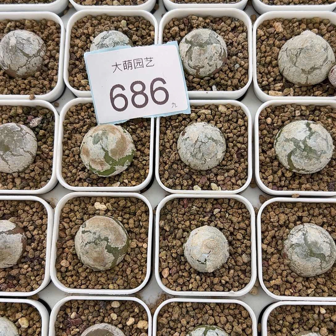 0000686量拍灯泡2颗尺寸不低于1.5脱土发