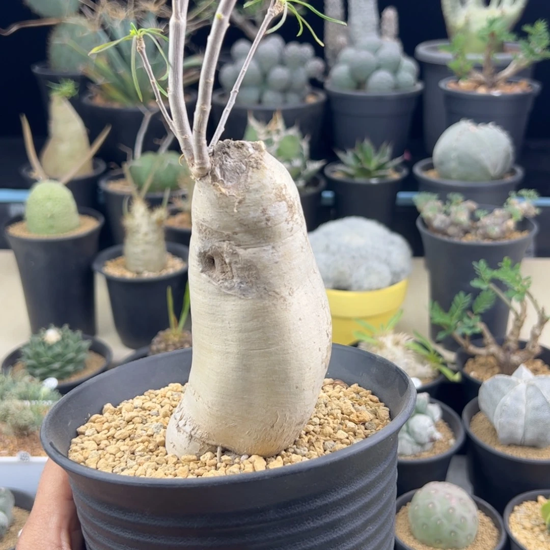 柳叶麒麟一物一拍