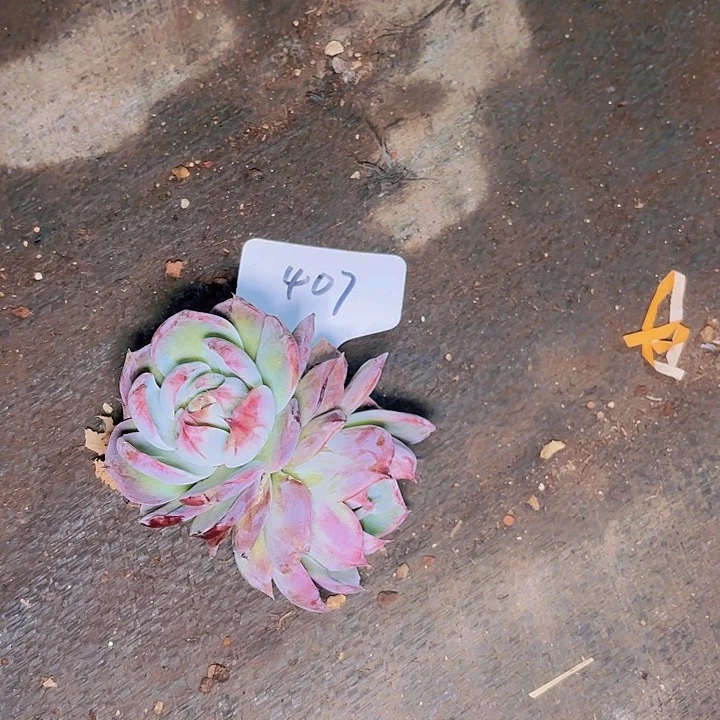 ?*?惊鸿一物一拍407...