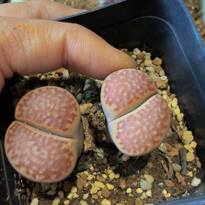 简**点多肉葡萄的季节来咯162