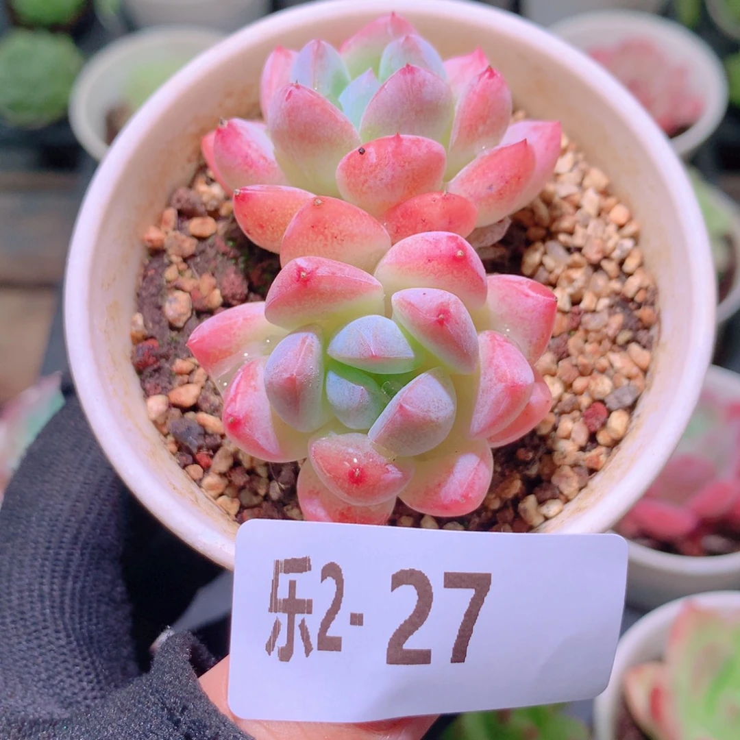 乐然 2-27 刚毅双头
