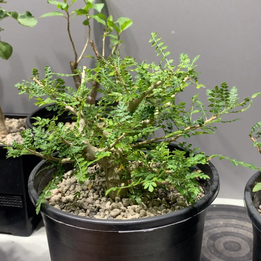 善***人尼勒达乳香实生带盆土