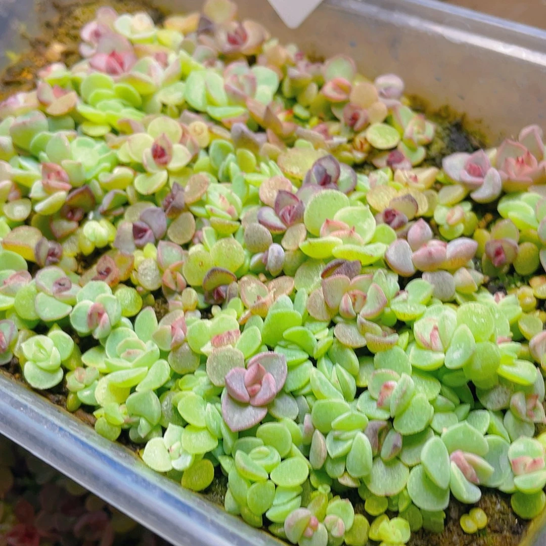 梅****多肉植物多肉植物1078