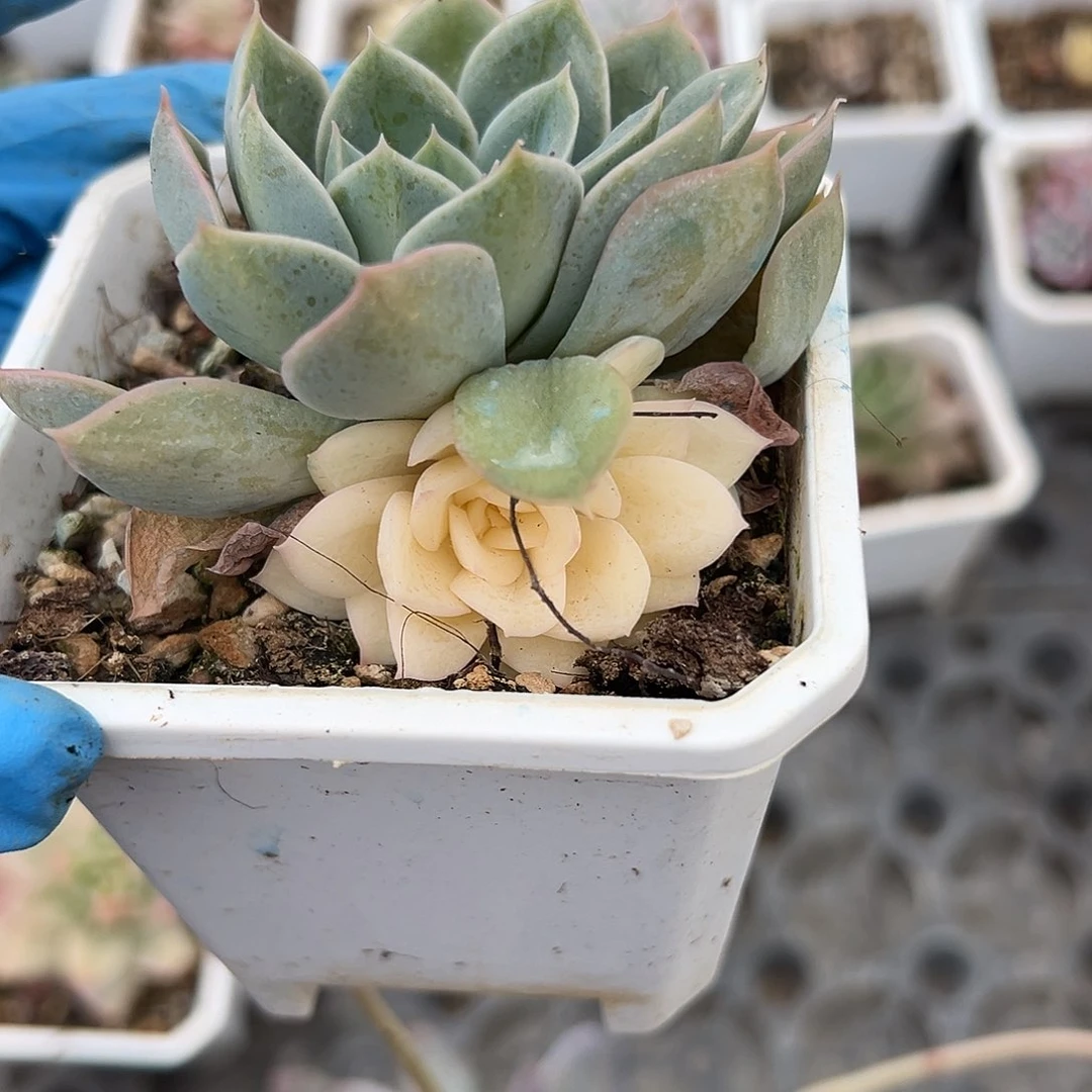 月亮仙子锦，阴阳锦