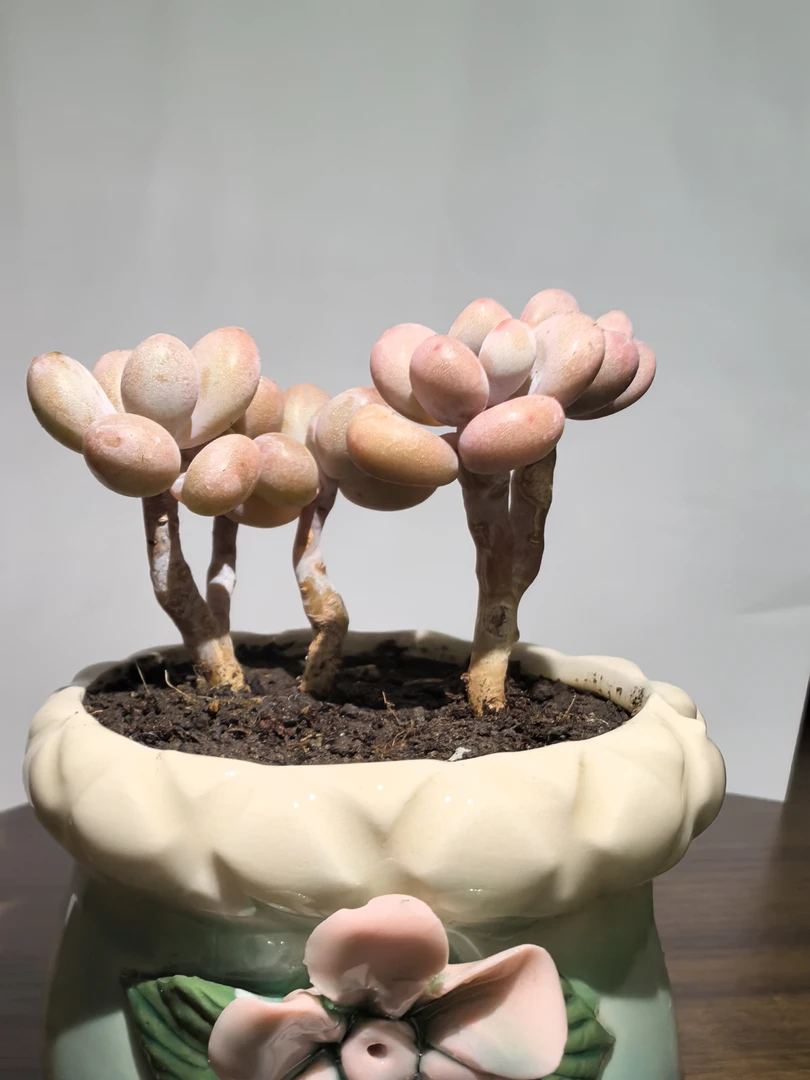 室内好养易活奶酪汤圆桃蛋群生多头多肉植物盆栽花卉