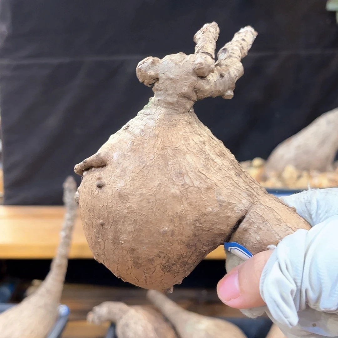 潮流植物 奇异油柑