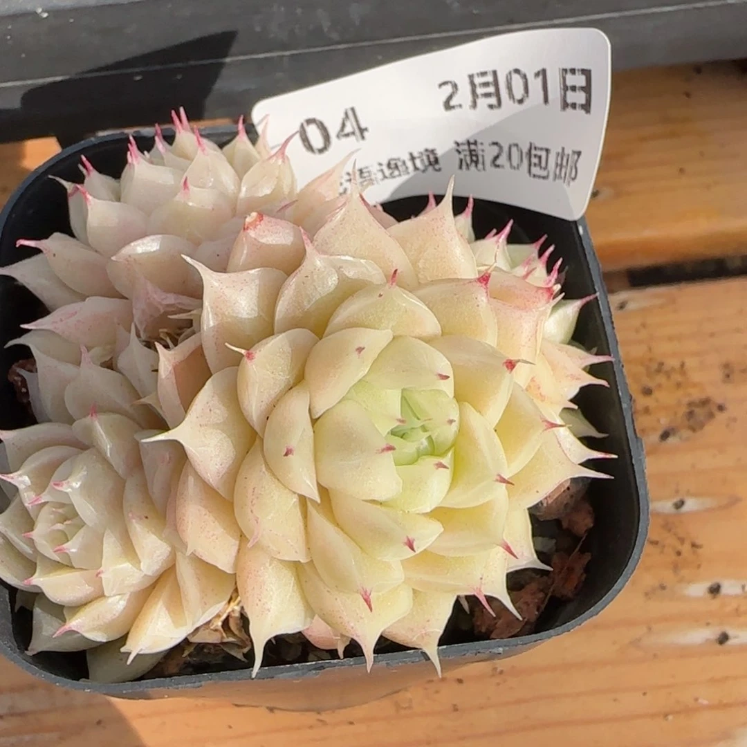 花语逸镜0201-04散