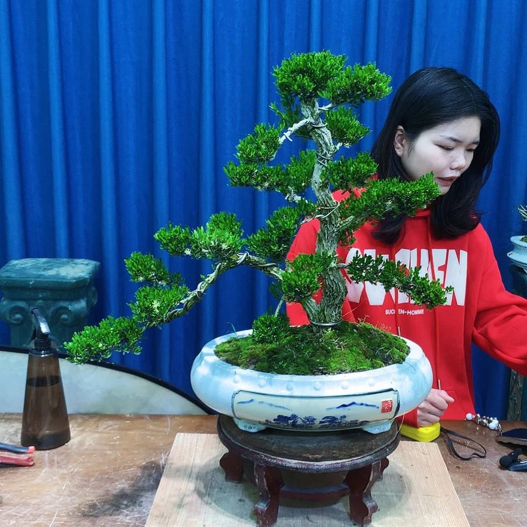 黄杨盆景一物一拍凡*山