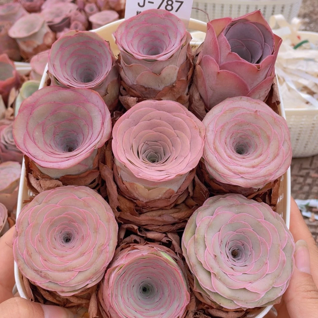 山地玫瑰花篮组合J787