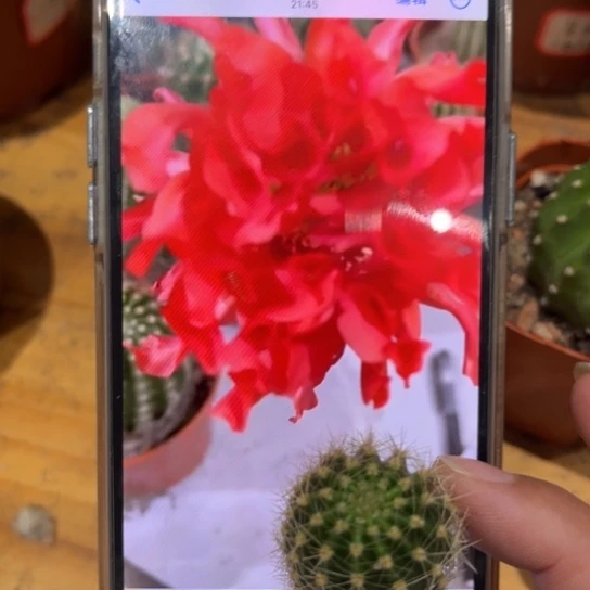 彩草红卷卷2公分左右侧芽