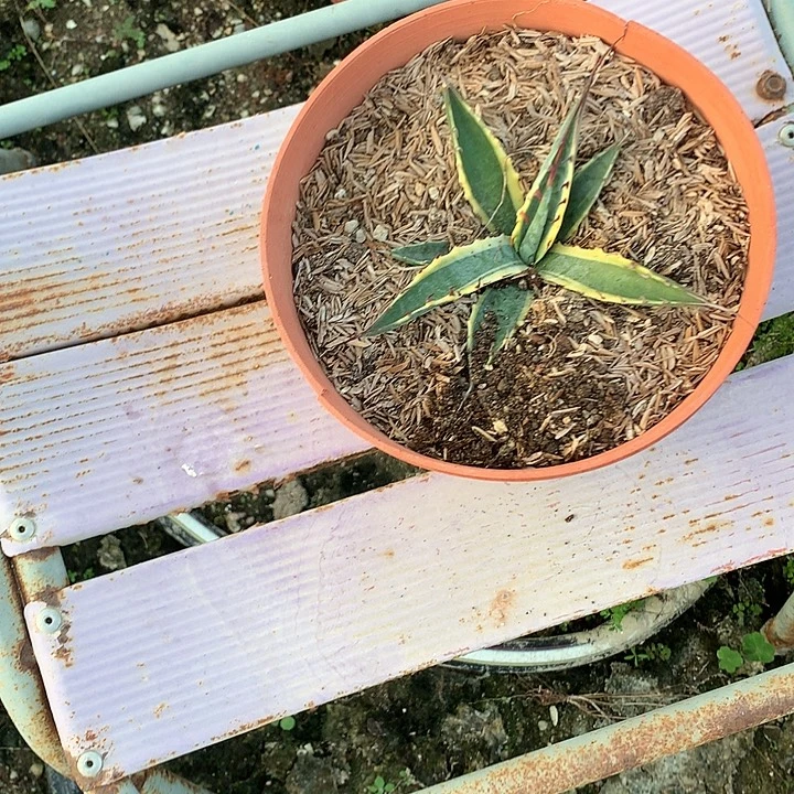 龙舌兰科甲罗武者