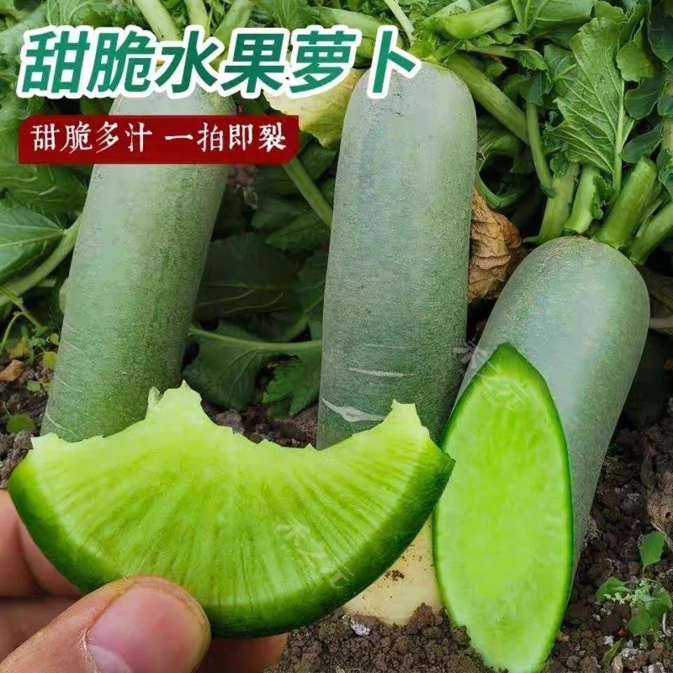 【全店满5包包邮】水果萝卜甜脆青皮种子农家新鲜自种冰糖青萝卜