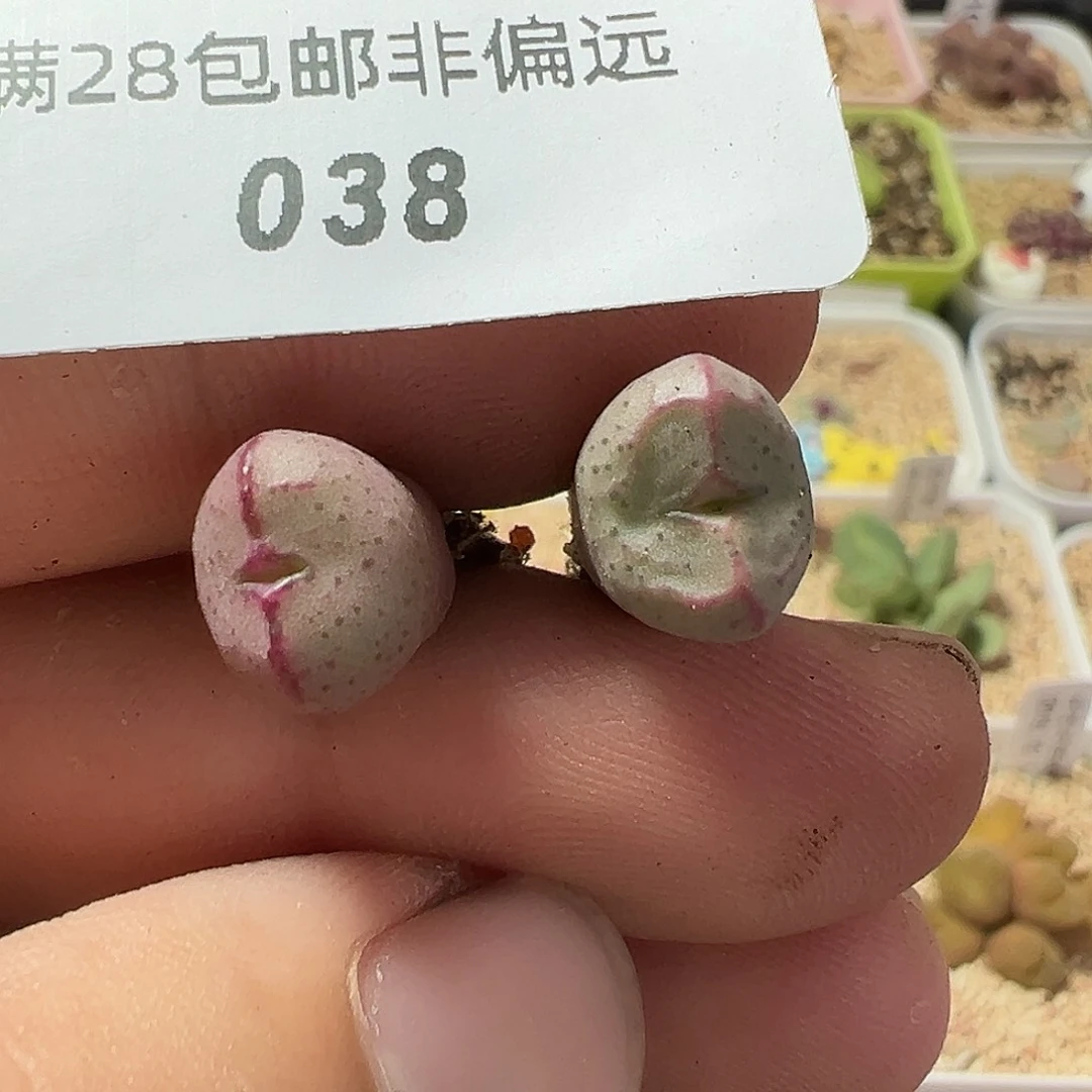 038 円空 多肉肉锥