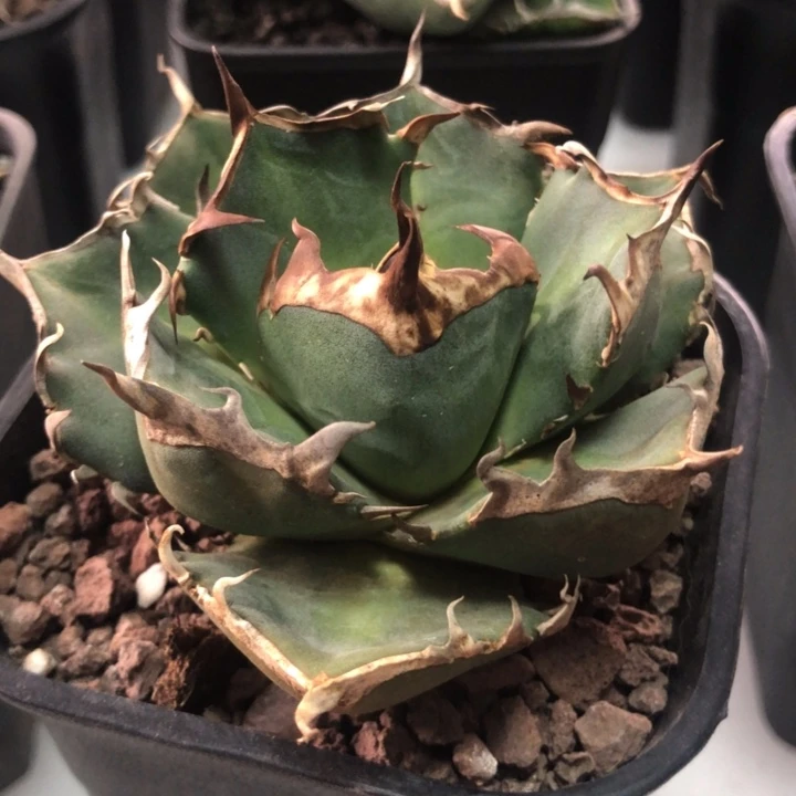 皮卡丘仁王冠龙舌兰